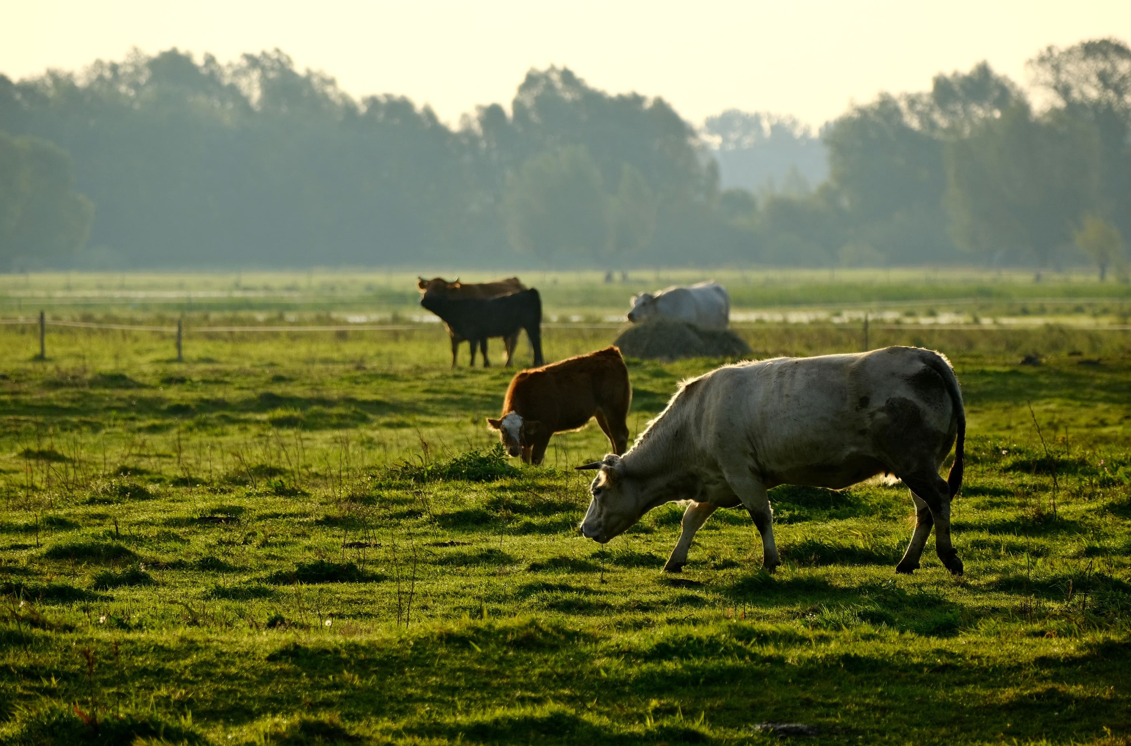 Animal Agriculture and Climate Change