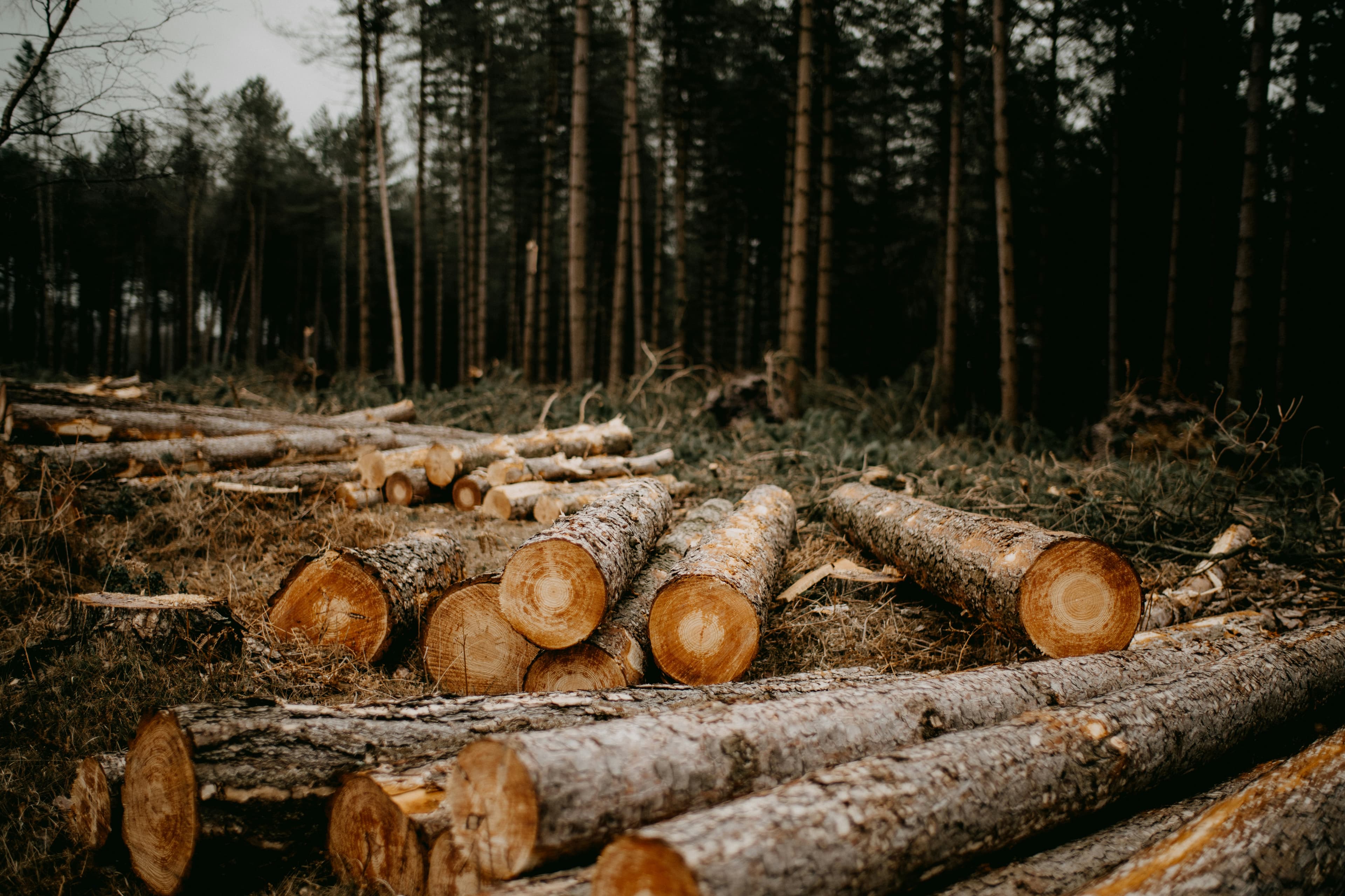 What Causes Deforestation?